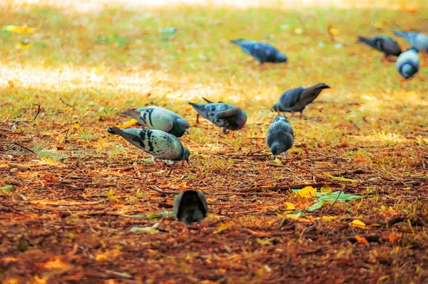 Красивые голуби на покрытом листьями поле — стоковое фото