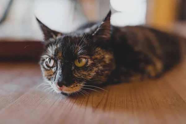 Carino gattino marrone posa su una superficie di legno e rilassante con uno sfondo sfocato — Foto Stock