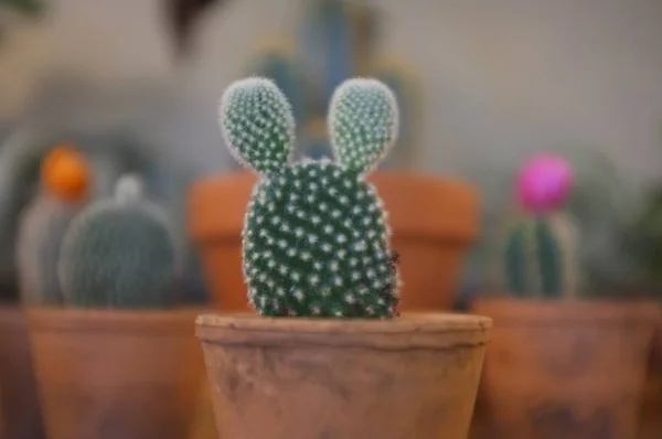 Gros plan d'un cactus de poire épineuse de l'Est dans un pot d'argile avec des cactus sur un fond flou — Photo