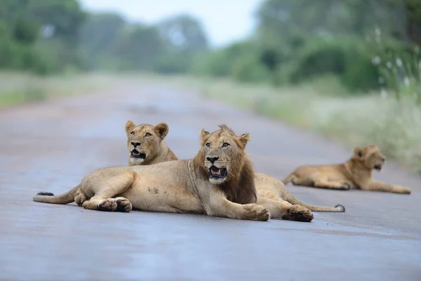 Der Löwe Und Die Löwinnen Die Auf Einer Straße Liegen — Stockfoto
