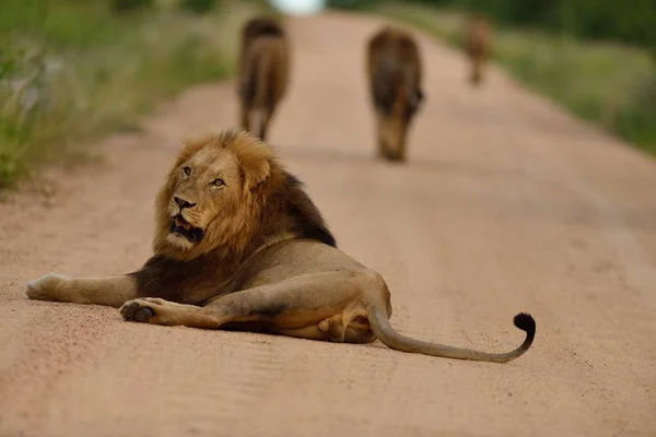 Grupo Leões Caminhando Uma Estrada Com Leão Preguiçoso Descansando Atrás — Fotografia de Stock