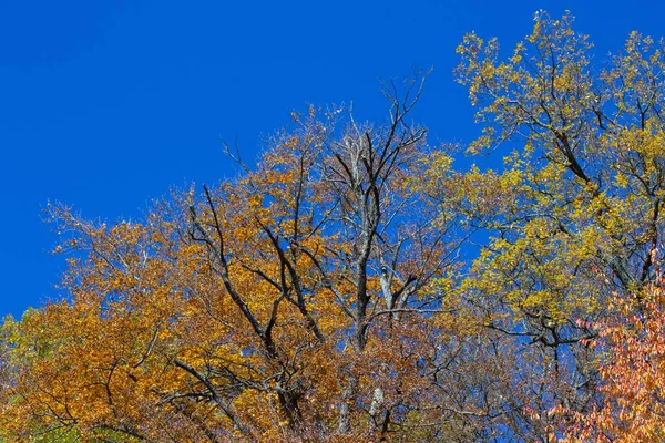 Όμορφα δέντρα με φύλλα διαφορετικών χρωμάτων το φθινόπωρο — Φωτογραφία Αρχείου