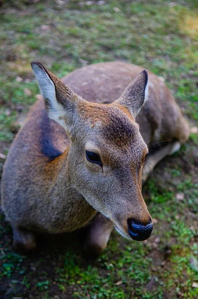 Tiro vertical de um belo cervo bonito sentado no meio de um campo — Fotografia de Stock