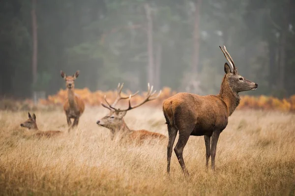 Vackra rådjur som kopplar av i dalen en dimmig dag — Stockfoto