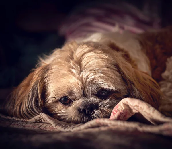 Χαριτωμένο χνουδωτό σκυλί Shih-poo ξαπλωμένο σε μια κουβέρτα με θολή φόντο — Φωτογραφία Αρχείου