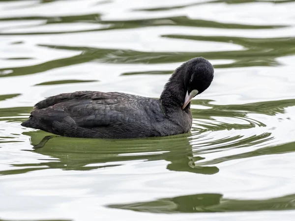Выборочный фокус снимка черно-белой утки, висящей в озере — стоковое фото