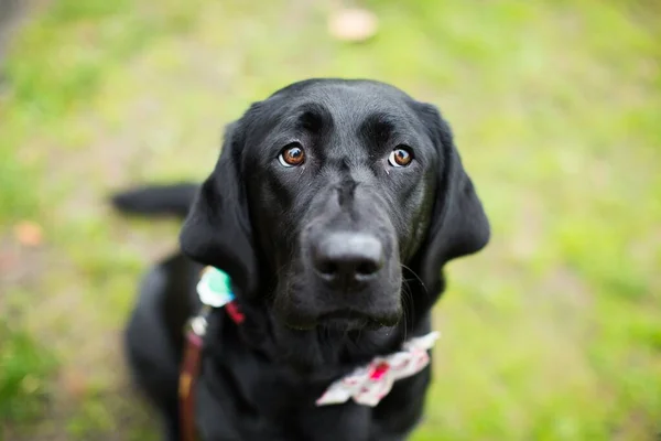 背景がぼやけている公園の孤独な悲しい黒い犬 — ストック写真