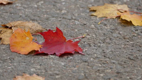 Gros plan des belles feuilles d'automne colorées tombées sur le sol — Photo