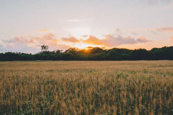 Belo campo de trigo com o pôr do sol atrás das árvores verdes no fundo — Fotografia de Stock