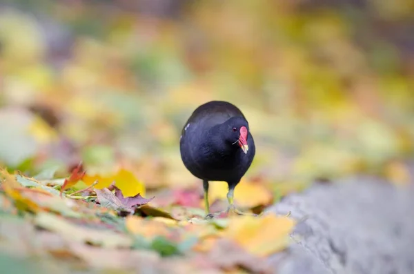 Выборочный фокус снимка птицы с красным клювом, стоящей на опавших листьях — стоковое фото