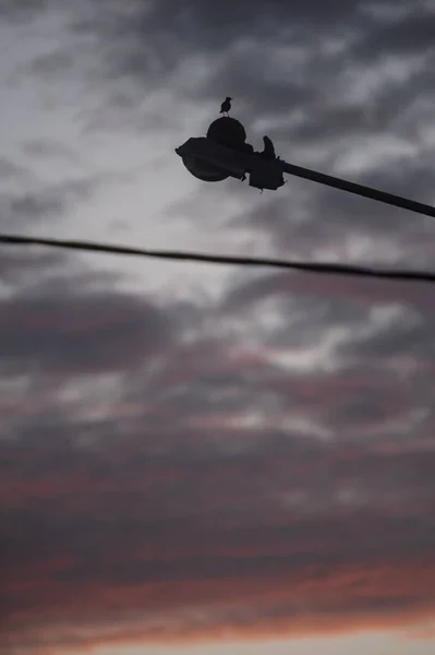 Plan vertical de la silhouette d'un oiseau sur un lampadaire capturé au crépuscule — Photo