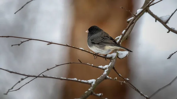 Darke Eyed Junco Perched Snowy Branch — Stock Photo, Image