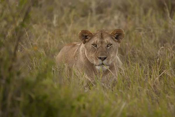 Een Mooie Leeuwin Camoufleert Zich Achter Het Hoge Gras Een — Stockfoto