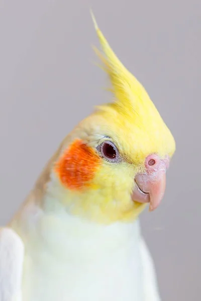 Vertical closeup shot of a cute lutino cockatiel with a bright pastel background — Stock Photo, Image