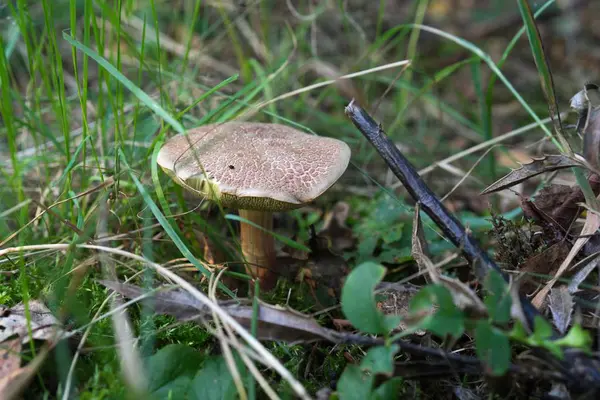 숲 속의 풀에서 자라는 버섯 한 개 — 스톡 사진