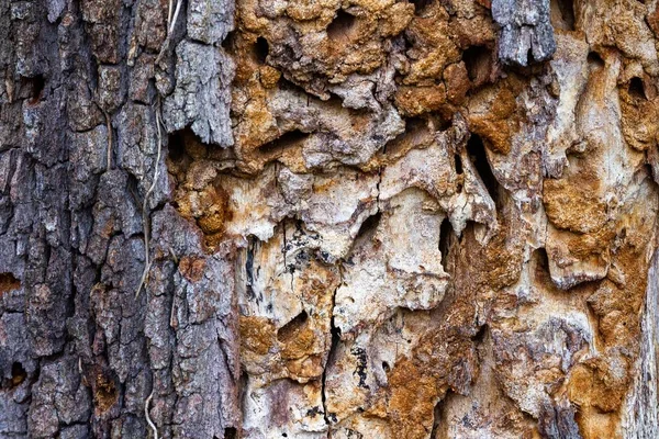Eski ağaç kabuğuna yakından bak. Arkaplan ve duvar kağıtları için güzel bir resim. — Stok fotoğraf