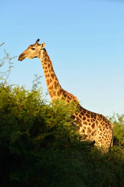 Vertikale Aufnahme einer Giraffe, die an den Bäumen weidet, die im afrikanischen Dschungel gefangen wurden — Stockfoto