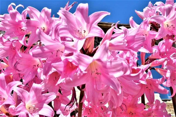 Närbild skott av vackra färska rosa Amarcrinums under bar himmel — Stockfoto
