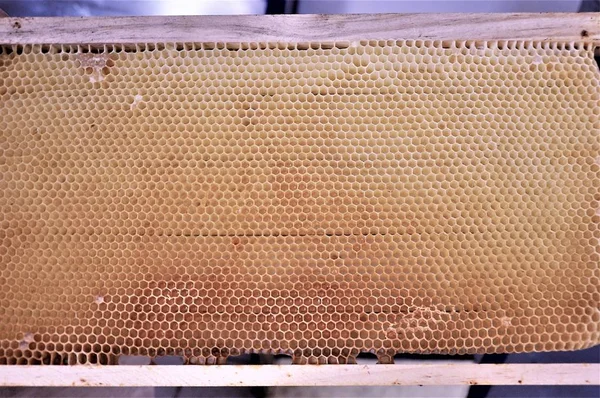 努力工作的蜜蜂制造的蜂窝的特写镜头 — 图库照片