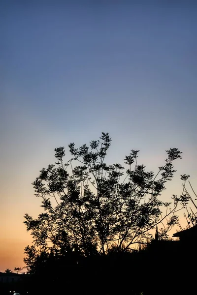 背景に夕日の見える一本の木の縦のシルエット — ストック写真