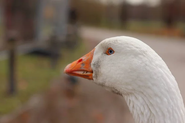 Primer plano de un lindo pato blanco con un fondo borroso — Foto de Stock