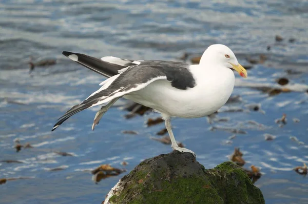 Nahaufnahme einer wunderschönen Möwe mit schwarzem Rücken, die auf dem bemoosten Stein auf einem Bein steht — Stockfoto