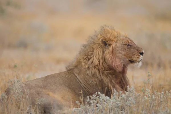 Magnífico león descansando orgullosamente entre la hierba en medio de un campo —  Fotos de Stock
