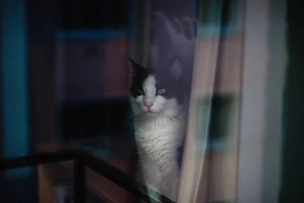 White and black fluffy cat standing behind the curtains — Stock Photo, Image