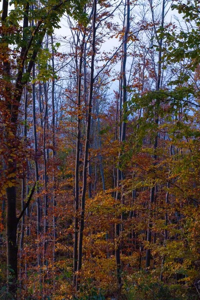 クロアチア、ザグレブの山Medvednicaの森の中で美しい秋の木の垂直ショット — ストック写真