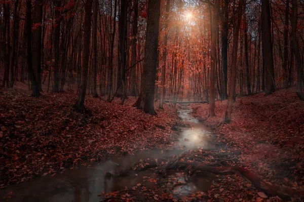 Beautiful scenery of a narrow river flowing in the middle of forest with fallen leaves on the ground — Stock Photo, Image