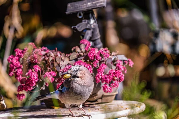 Closeup tiro de um pássaro gaio perto de belas flores cor-de-rosa pousando em uma mesa de jardim — Fotografia de Stock