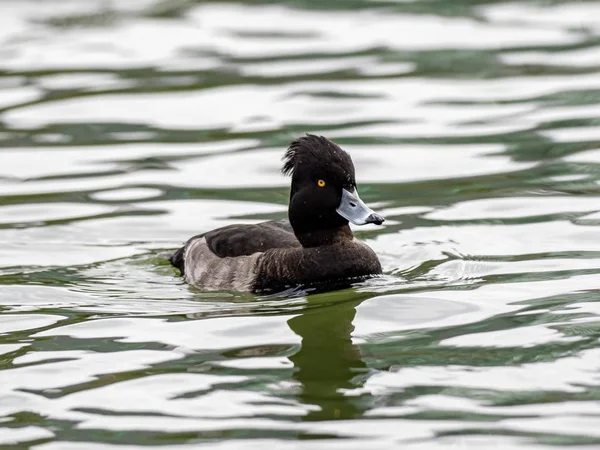 Schwarz-weiße Ente mit ausdrucksstarken Augen, die im See hängen und seine Umgebung beobachten — Stockfoto