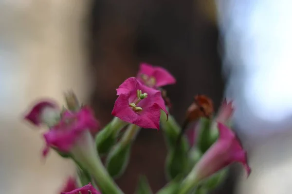 Nahaufnahme von lila Nyctaginaceae mit verschwommenem Hintergrund - ein schönes Bild für Tapeten — Stockfoto