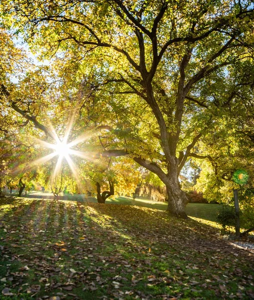 Bela paisagem de sunburst através da árvore de outono Wanaka na Nova Zelândia — Fotografia de Stock