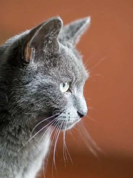 Primo piano verticale di un simpatico gatto su sfondo arancione — Foto Stock