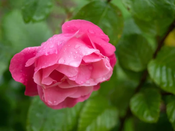 Zbliżenie selektywny ostrość strzał z słodkie różowy ogród róża w środku zielony dekoracje — Zdjęcie stockowe