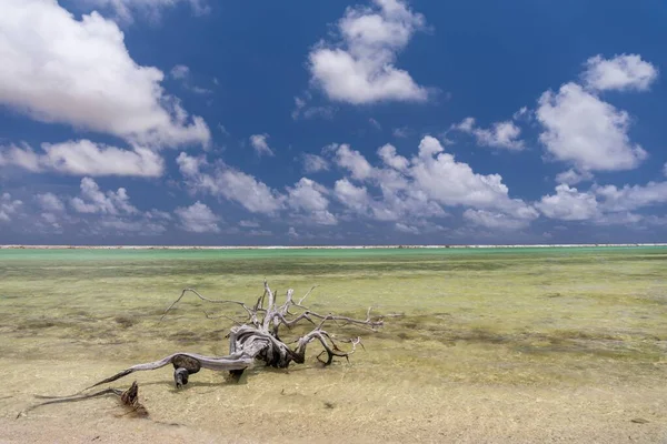 塩鍋のビーチに残っていた古い木の枝 カリブ海のボネール島 — ストック写真