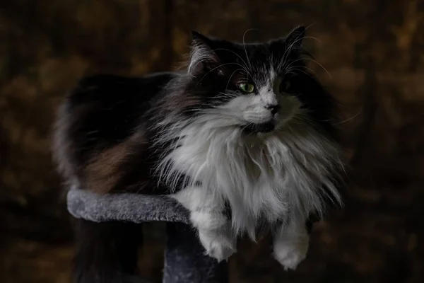 Primo piano di un gatto dai capelli lunghi in bianco e nero seduto su una pietra orgogliosa di sé — Foto Stock