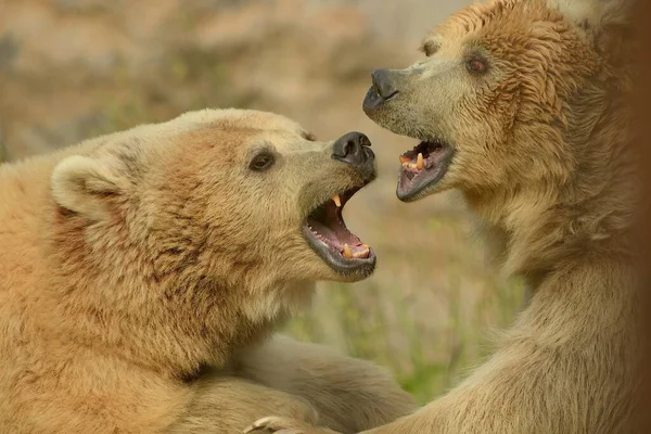 Fighting Two Magnificent Powerful Grizzly Bears — 图库照片