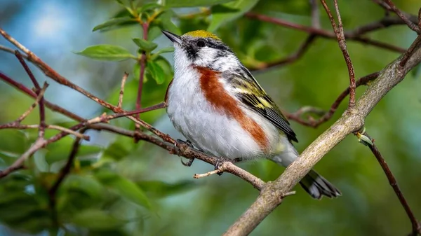 Chestnut Sided Warbler Setophaga Pensylvanica Shot Boardwalk Spring Migration Magee — ストック写真