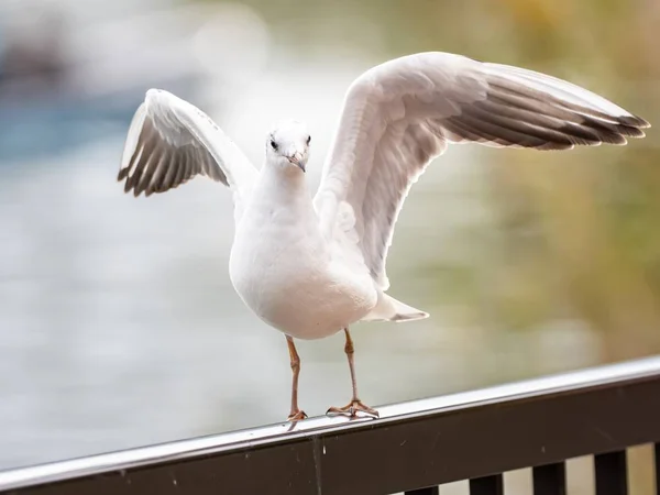 Aranyos fehér európai hering sirály készül repülni a park közepén — Stock Fotó