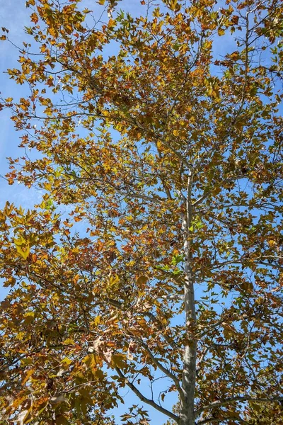 Tiro Vertical Uma Árvore Com Folhas Outono Secas Coloridas — Fotografia de Stock