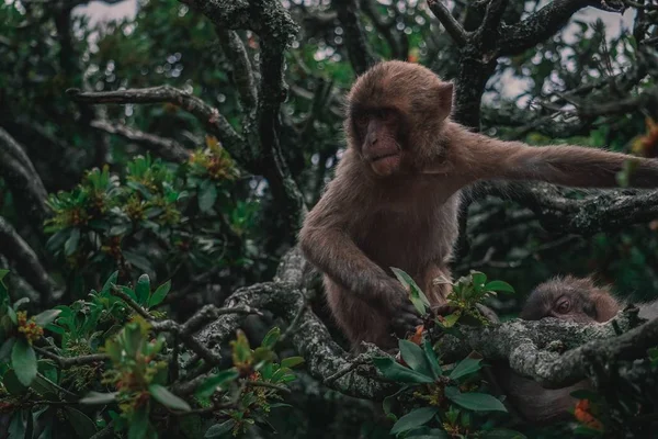 Landschap van twee apen op boomtakken in de jungle met een wazige achtergrond — Stockfoto