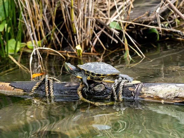 Hermosa tortuga de pie en una gruesa rama de árbol en la orilla del lago —  Fotos de Stock