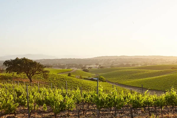 Vinhedos da Califórnia em Santa Barbara — Fotografia de Stock