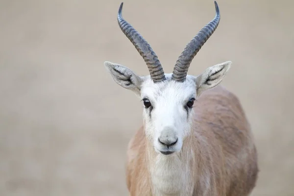 Egy Közeli Kép Egy Gazelláról Ahogy Kamerába Néz — Stock Fotó