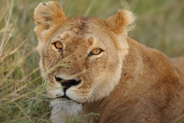 Gros Plan Une Lionne Milieu Champ Herbe Couvert Dans Les — Photo