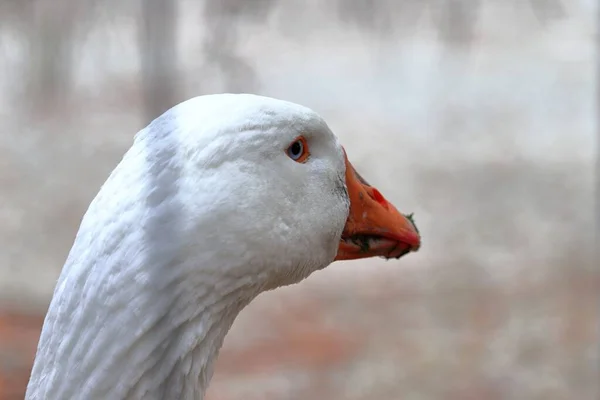 Nahaufnahme einer weißen Ente mit orangefarbenem Schnabel in einem Park im Herbst mit verschwommenem Hintergrund — Stockfoto