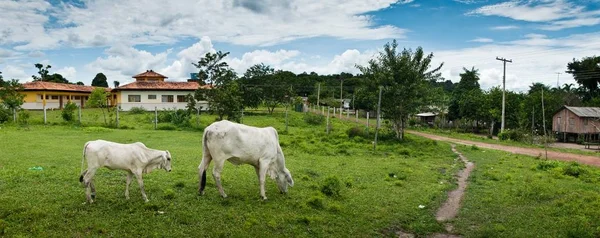 Két fehér tehén tájképe egy zöldellő gazdaságban, kerítésekkel és házakkal körülvéve Brazíliában — Stock Fotó