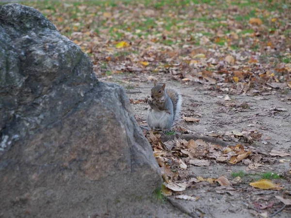 Nahaufnahme eines niedlichen Eichhörnchens, das auf dem Boden mit trockenem Laub in der Nähe eines großen Steins steht — Stockfoto